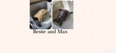 Spur Thighed : Both Female approx 60/70 years old (Bestie & Max)